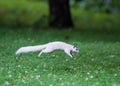 White squirrel leaping over clover
