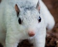 White squirrel looks at camera