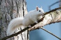 Mutant White Squirrel in Huron County Ontario