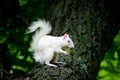 White squirrel