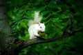 White squirrel