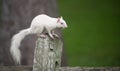 White squirrel