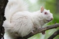 White Squirrel - Side Vew