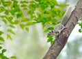 White squirrel , Thailand Royalty Free Stock Photo