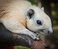 White squirrel, Thailand Royalty Free Stock Photo