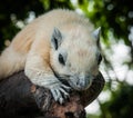 White squirrel, Thailand Royalty Free Stock Photo