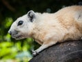 White squirrel, Thailand Royalty Free Stock Photo