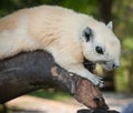 White squirrel, Thailand Royalty Free Stock Photo