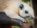 White squirrel, Thailand Royalty Free Stock Photo