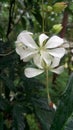 White srilankan beautiful flower tree Royalty Free Stock Photo