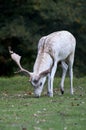 White stag grazing at Charlecote Park Royalty Free Stock Photo