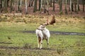 White Stag on a meadow