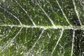 Dirty leaf of a plant