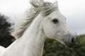 White stallion Royalty Free Stock Photo