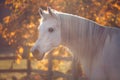 White stallion horse portrait in glowing golden autumn ambience