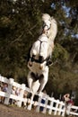 White Stallion Jumping Royalty Free Stock Photo