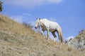 White stallion with long mane Royalty Free Stock Photo