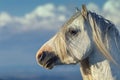 White Stallion Portrait Against Blue Sky