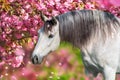 White stallion portrait in  spring sakura  blossom tree Royalty Free Stock Photo