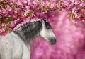 White stallion portrait in spring sakura blossom tree Royalty Free Stock Photo