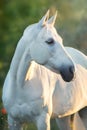 White stallion portrait Royalty Free Stock Photo