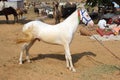 White stallion at Pushkar Camel Fair