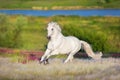 White stallion run forward Royalty Free Stock Photo