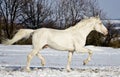 White stallion runs in the snow field Royalty Free Stock Photo