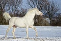 White stallion runs in the snow field Royalty Free Stock Photo