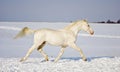 White stallion runs in the snow field Royalty Free Stock Photo