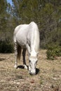 White stallion. Walking horses. Proper horse care