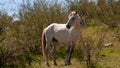 White stallion wild horse in the Salt River wild horse management area near Mesa Arizona USA Royalty Free Stock Photo