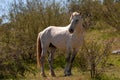 White stallion wild horse in the Salt River wild horse management area near Mesa Arizona USA Royalty Free Stock Photo