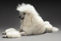 White Standard Poodle