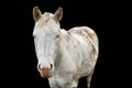 White standing horse looking into the lens