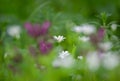 White star of Bethlehem flower in the meadow on a colorful background