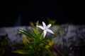 White star flower five petals