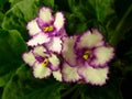 The white star-flowers with bright fuchsia center and crimped fuchsia edge on a green background