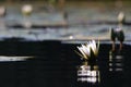 White Star Lotus Waterlily On Dark Water Nymphaea nouchali Royalty Free Stock Photo