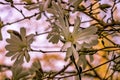 White Star Magnolia Blossoms Blooming Washington