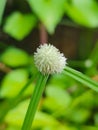 White star round grass flower