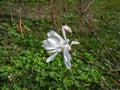 White star-shaped flower of blooming Star magnolia - Magnolia stellata in early spring before the leaf buds open Royalty Free Stock Photo