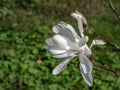 White star-shaped flower of blooming Star magnolia - Magnolia stellata in early spring before the leaf buds open Royalty Free Stock Photo