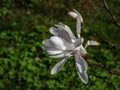 White star-shaped flower of blooming Star magnolia - Magnolia stellata in early spring before the leaf buds open Royalty Free Stock Photo