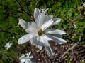 White star-shaped flower of blooming Star magnolia - Magnolia stellata in early spring before the leaf buds open Royalty Free Stock Photo