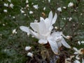 White star-shaped flower of blooming Star magnolia - Magnolia stellata in early spring before the leaf buds open Royalty Free Stock Photo