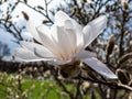 White star-shaped flower of blooming Star magnolia - Magnolia stellata in early spring in sunlight. Beautiful floral spring Royalty Free Stock Photo