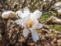 White star-shaped flower of blooming Star magnolia - Magnolia stellata in early spring in sunlight. Beautiful floral spring Royalty Free Stock Photo