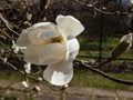 White star-shaped flower of blooming Star magnolia - Magnolia stellata in early spring in sunlight. Beautiful floral spring Royalty Free Stock Photo