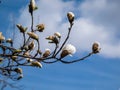 White star-shaped flowers of blooming Star magnolia - Magnolia stellata in early spring in sunlight. Beautiful floral spring Royalty Free Stock Photo